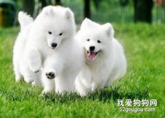 如何喂养萨摩耶犬？