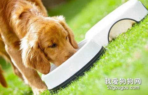 狗狗吃狗粮