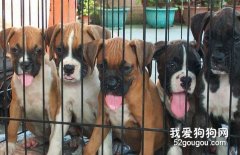 拳师幼犬的选择