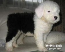 古牧幼犬的照顾要点