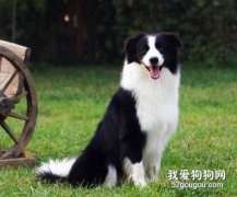 养边境牧羊犬要具备的条件