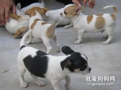 吉娃娃幼犬所需的营养