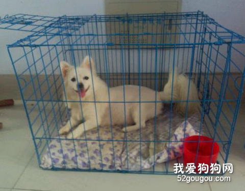 银狐犬笼内训练