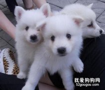 银狐幼犬的一般管理