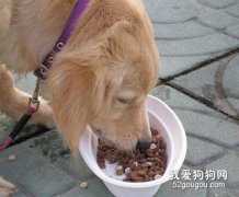 给狗狗狗狗喂食过程中容易被忽视的地方