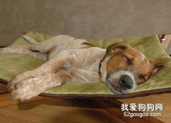 为爱犬构建舒适的睡眠环境