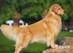 金毛犬品相怎么样算好