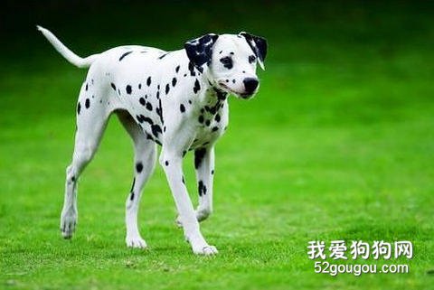 养斑点犬