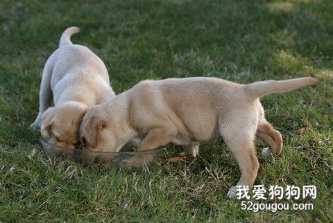 狗狗饮食习惯