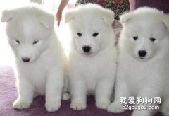 如何挑选聪明、易训的萨摩耶犬？