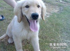 金毛犬眼睛的清洁方法