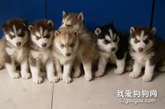 如何挑选适合自己的哈士奇雪橇犬？