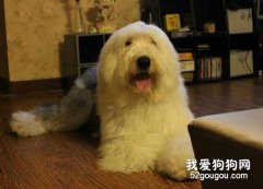 什么狗狗好养？