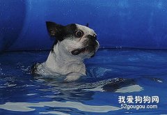 怎样把狗狗培养成游泳健将