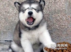 喂养狗狗的四大条件