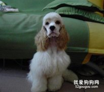 怎样做好狗狗的愈后护理工作？