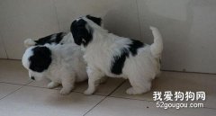 如何喂养幼龄蝴蝶犬？