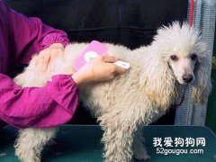 喂养贵宾犬，四样物品不可少