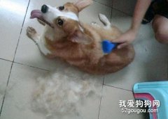 狗狗换毛知识讲解