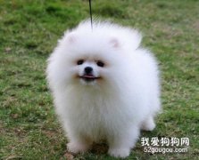 博美犬日常养护