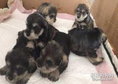 选购雪纳瑞幼犬的3个注意事项