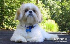 训练西施犬的3个注意事项