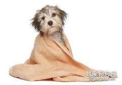 狗狗切莫频繁洗澡