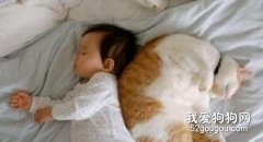 猫咪扰乱主人睡眠怎么办？