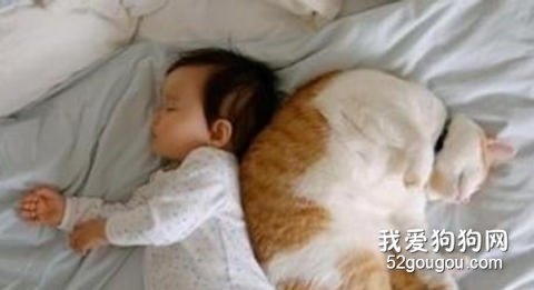 猫咪和主人