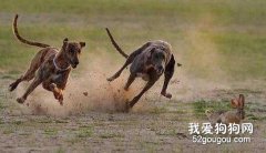 怎样养护青年格力犬？