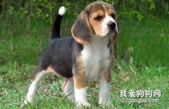 怎样喂养比格犬？