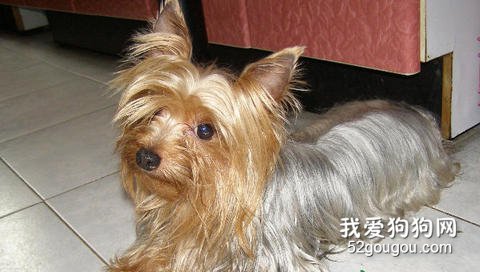 喂养丝毛犬