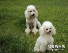 贵妇犬如何喂养？