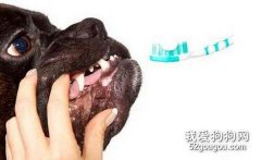 狗狗牙齿需经常清洁