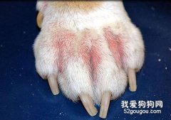 如何防治犬只接触性皮炎？