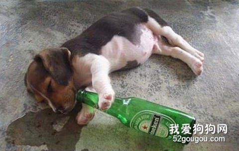 狗狗喝啤酒