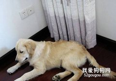 不要让狗狗为了防暑而着凉