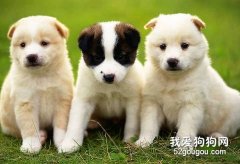 怎么挑选好的小狗？