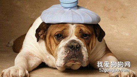 狗狗发烧