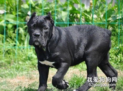 卡斯罗犬