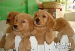 买纯种犬要注意什么？