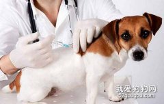 <b>刚买的狗狗能打疫苗吗？</b>