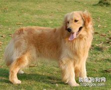 怎样正确饲养护理金毛？