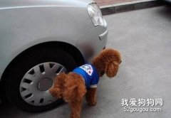 狗狗喜欢在车轮旁小便怎么办？