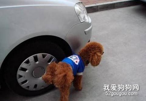 狗狗对轮胎撒尿