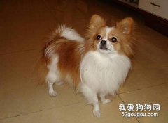 怎样饲养蝴蝶犬？