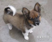 怎样保证小狗健康成长？
