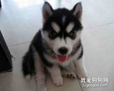 怎么喂养哈士奇幼犬？
