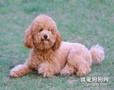 喂养泰迪犬的注意事项