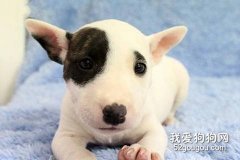 怎么喂养牛头梗幼犬？